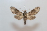  ( - BC-Basq 2582)  @13 [ ] Copyright (2010) Unspecified Research Collection of Patrick Basquin