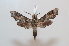  ( - BC-Basq 2584)  @13 [ ] Copyright (2010) Unspecified Research Collection of Patrick Basquin