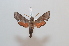  ( - BC-Basq 2589)  @11 [ ] Copyright (2010) Unspecified Research Collection of Patrick Basquin