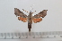  ( - BC-Basq 2590)  @11 [ ] Copyright (2010) Unspecified Research Collection of Patrick Basquin