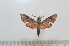  ( - BC-Basq 2591)  @11 [ ] Copyright (2010) Unspecified Research Collection of Patrick Basquin
