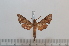  ( - BC-Basq 2594)  @12 [ ] Copyright (2010) Unspecified Research Collection of Patrick Basquin