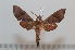  ( - BC-Basq 2620)  @14 [ ] Copyright (2010) Unspecified Research Collection of Patrick Basquin