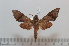  ( - BC-Basq 2621)  @13 [ ] Copyright (2010) Unspecified Research Collection of Patrick Basquin