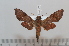  ( - BC-Basq 2622)  @13 [ ] Copyright (2010) Unspecified Research Collection of Patrick Basquin