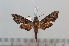  ( - BC-Basq 2628)  @13 [ ] Copyright (2010) Unspecified Research Collection of Patrick Basquin
