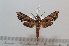  ( - BC-Basq 2630)  @13 [ ] Copyright (2010) Unspecified Research Collection of Patrick Basquin