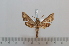  ( - BC-Basq 2635)  @12 [ ] Copyright (2010) Unspecified Research Collection of Patrick Basquin