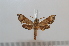  ( - BC-Basq 2637)  @11 [ ] Copyright (2010) Unspecified Research Collection of Patrick Basquin