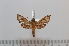 ( - BC-Basq 2638)  @12 [ ] Copyright (2010) Unspecified Research Collection of Patrick Basquin