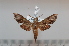  ( - BC-Basq 2641)  @13 [ ] Copyright (2010) Unspecified Research Collection of Patrick Basquin