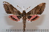  ( - BC-Basq 2648)  @13 [ ] Copyright (2010) Unspecified Research Collection of Patrick Basquin