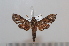  ( - BC-Basq 2659)  @13 [ ] Copyright (2010) Unspecified Research Collection of Patrick Basquin