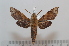  ( - BC-Basq 2656)  @13 [ ] Copyright (2010) Unspecified Research Collection of Patrick Basquin