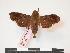  (Temnora swynnertoni - PD-BC 292)  @13 [ ] Copyright (2010) Unspecified Research Collection of Philippe Darge