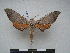  ( - PD-BC 2293)  @14 [ ] Copyright (2010) Unspecified Research Collection of Philippe Darge