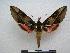  ( - PD-BC 1134)  @14 [ ] Copyright (2010) Unspecified Research Collection of Philippe Darge