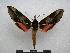  ( - PD-BC 1136)  @14 [ ] Copyright (2010) Unspecified Research Collection of Philippe Darge