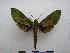  (Chaerocina jordani - PD-BC-1979)  @14 [ ] Copyright (2010) Unspecified Research Collection of Philippe Darge