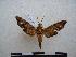  (Temnora scitula stanislavi - PD-BC-2071)  @13 [ ] Copyright (2010) Unspecified Research Collection of Philippe Darge
