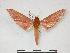  ( - PD-BC 616)  @13 [ ] Copyright (2010) Unspecified Research Collection of Philippe Darge