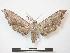  ( - PD-BC 641)  @14 [ ] Copyright (2010) Unspecified Research Collection of Philippe Darge