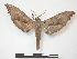  ( - PD-BC 649)  @14 [ ] Copyright (2010) Unspecified Research Collection of Philippe Darge