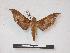 ( - PD-BC 658)  @13 [ ] Copyright (2010) Unspecified Research Collection of Philippe Darge