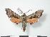  ( - PD-BC 725)  @14 [ ] Copyright (2010) Unspecified Research Collection of Philippe Darge