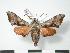  ( - PD-BC 726)  @14 [ ] Copyright (2010) Unspecified Research Collection of Philippe Darge