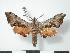  (Odontosida pusillus - PD-BC 728)  @14 [ ] Copyright (2010) Unspecified Research Collection of Philippe Darge