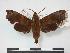  (Temnora avinoffi - PD-BC 742)  @14 [ ] Copyright (2010) Unspecified Research Collection of Philippe Darge