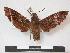  ( - PD-BC 746)  @13 [ ] Copyright (2010) Unspecified Research Collection of Philippe Darge