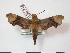  (Temnora rattrayi - PD-BC 748)  @13 [ ] Copyright (2010) Unspecified Research Collection of Philippe Darge
