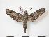  ( - PD-BC 755)  @14 [ ] Copyright (2010) Unspecified Research Collection of Philippe Darge