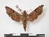  (Temnora subapicalis - PD-BC 762)  @15 [ ] Copyright (2010) Unspecified Research Collection of Philippe Darge