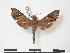 (Temnora heringi - PD-BC 767)  @14 [ ] Copyright (2010) Unspecified Research Collection of Philippe Darge