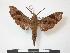  (Temnora fuscata fuscata - PD-BC 774)  @13 [ ] Copyright (2010) Unspecified Research Collection of Philippe Darge