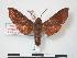  ( - PD-BC 788)  @13 [ ] Copyright (2010) Unspecified Research Collection of Philippe Darge