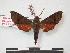  (Temnora rungwe - PD-BC 802)  @14 [ ] Copyright (2010) Unspecified Research Collection of Philippe Darge