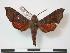  ( - PD-BC 803)  @14 [ ] Copyright (2010) Unspecified Research Collection of Philippe Darge