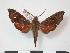  ( - PD-BC 804)  @14 [ ] Copyright (2010) Unspecified Research Collection of Philippe Darge