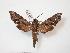  ( - PD-BC 818)  @14 [ ] Copyright (2010) Unspecified Research Collection of Philippe Darge