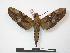  ( - PD-BC 827)  @14 [ ] Copyright (2010) Unspecified Research Collection of Philippe Darge