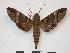 ( - PD-BC 842)  @14 [ ] Copyright (2010) Unspecified Research Collection of Philippe Darge