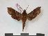  (Basiothia aureata - PD-BC 858)  @14 [ ] Copyright (2010) Unspecified Research Collection of Philippe Darge