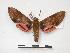 ( - PD-BC 866)  @14 [ ] Copyright (2010) Unspecified Research Collection of Philippe Darge