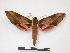  (Chaerocina dohertyi - PD-BC 867)  @15 [ ] Copyright (2010) Unspecified Research Collection of Philippe Darge
