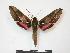  (Chaerocina meridionalis - PD-BC 869)  @14 [ ] Copyright (2010) Unspecified Research Collection of Philippe Darge
