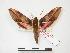  (Chaerocina zomba - PD-BC 877)  @14 [ ] Copyright (2010) Unspecified Research Collection of Philippe Darge